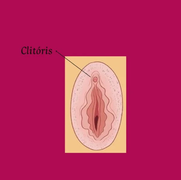 clitóris